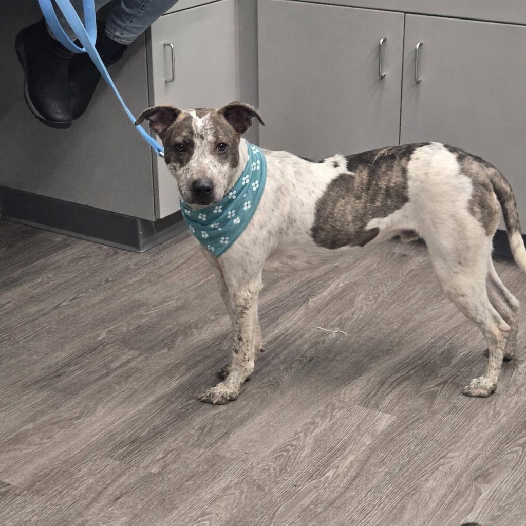 Enlarge BEAU, a Adoptable Cattle Dog in Holbrook, NY image 3/3