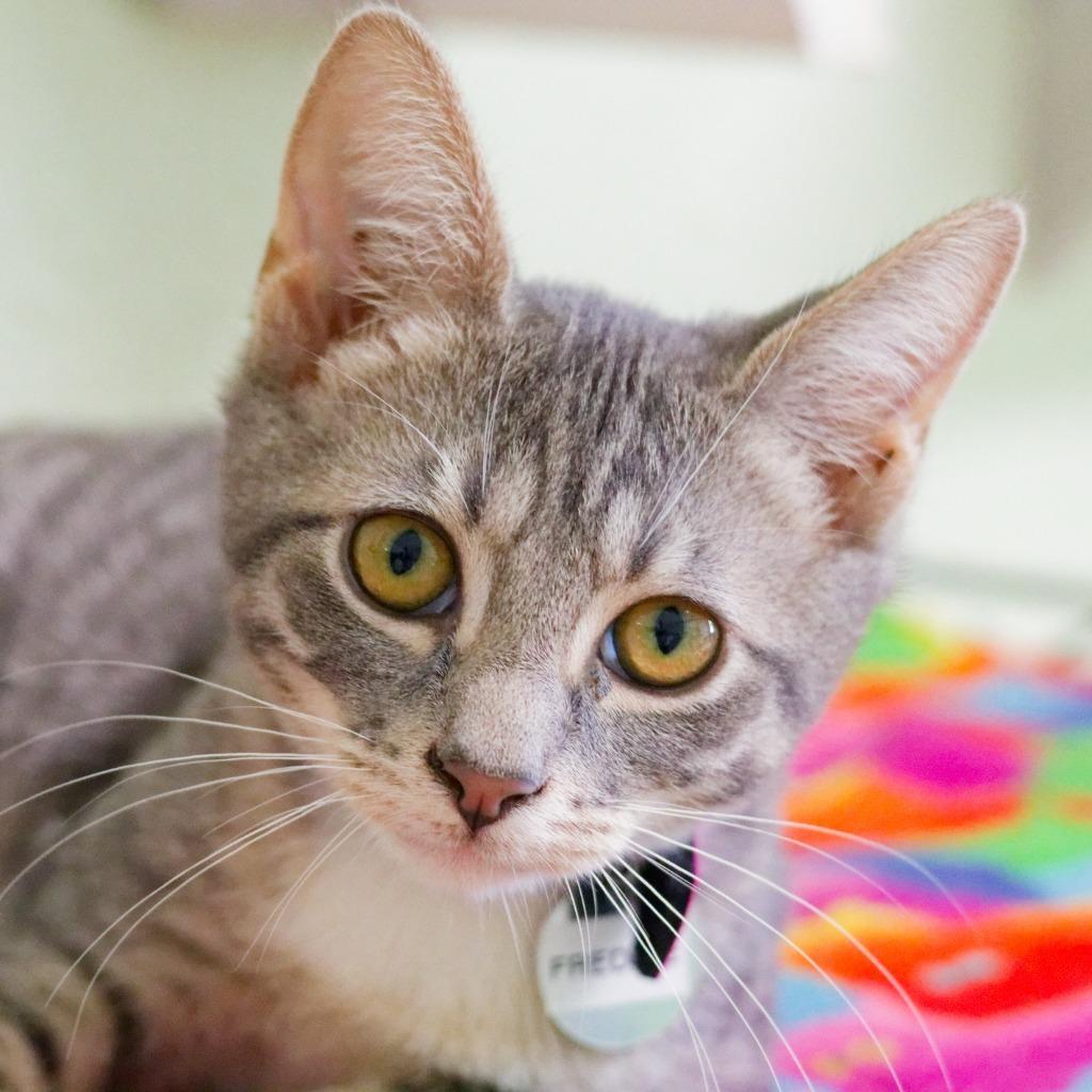 Enlarge Freddie, a Adoptable mixed breed in Mena, AR image 1/1