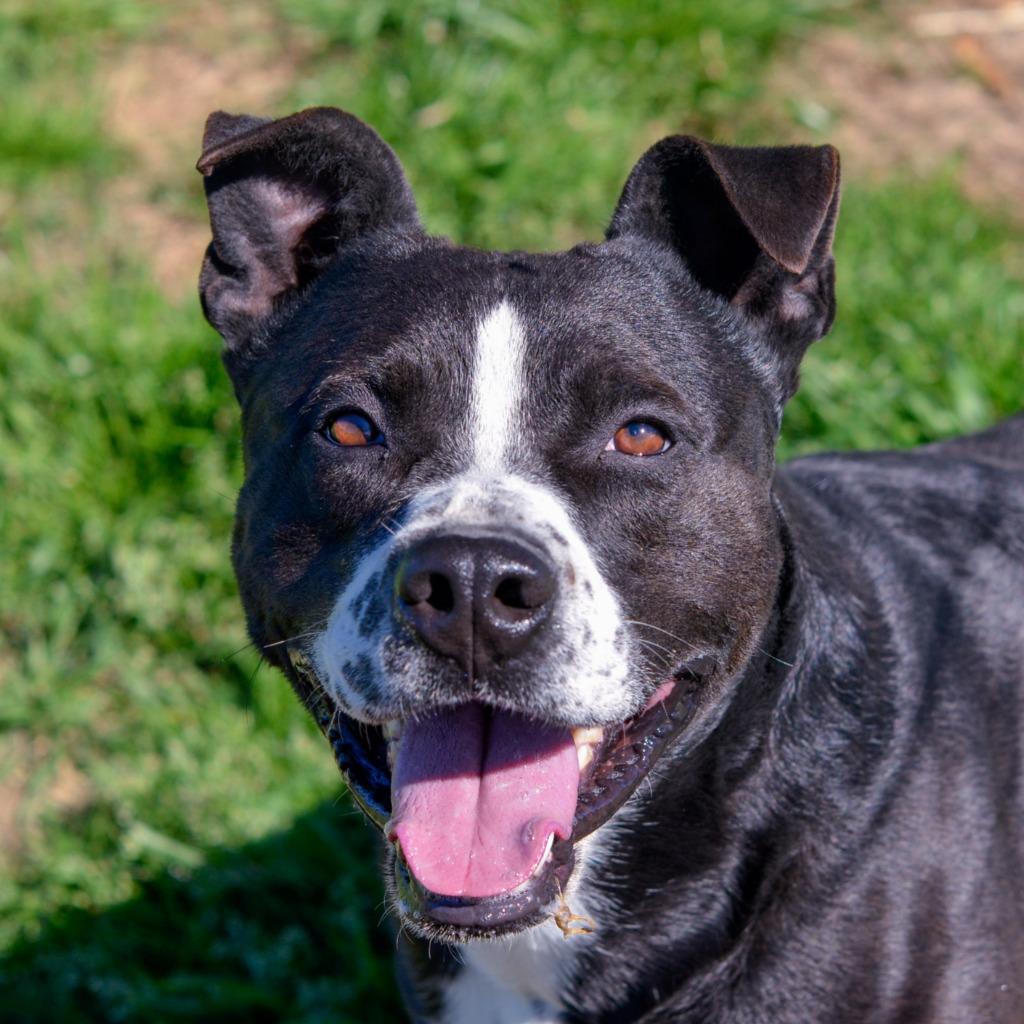 Enlarge TODD, a Adoptable mixed breed in Quinlan, TX image 2/5