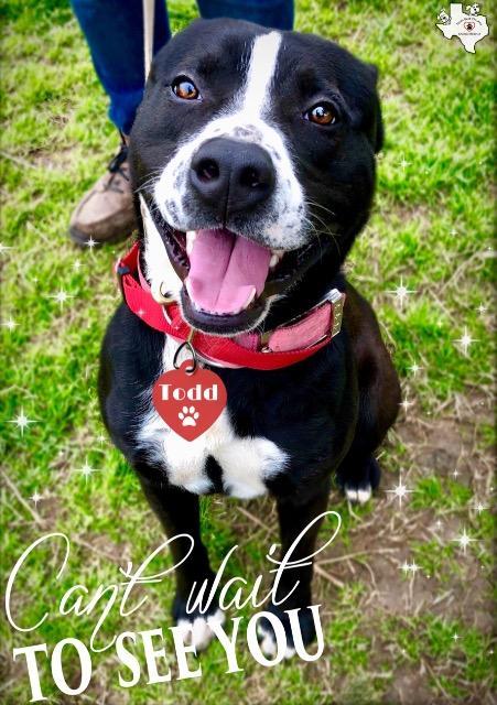 Enlarge TODD, a Adoptable mixed breed in Quinlan, TX image 1/5