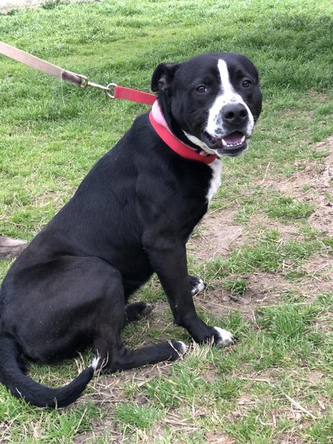 Enlarge TODD, a Adoptable mixed breed in Quinlan, TX image 3/5