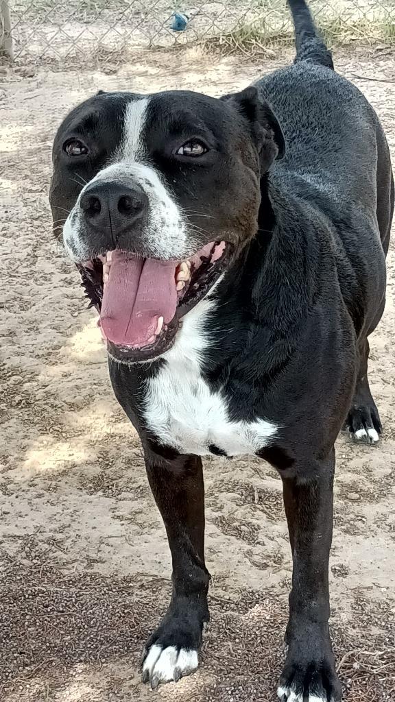 Enlarge TODD, a Adoptable mixed breed in Quinlan, TX image 4/5