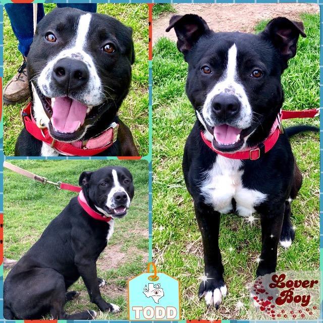 Enlarge TODD, a Adoptable mixed breed in Quinlan, TX image 5/5