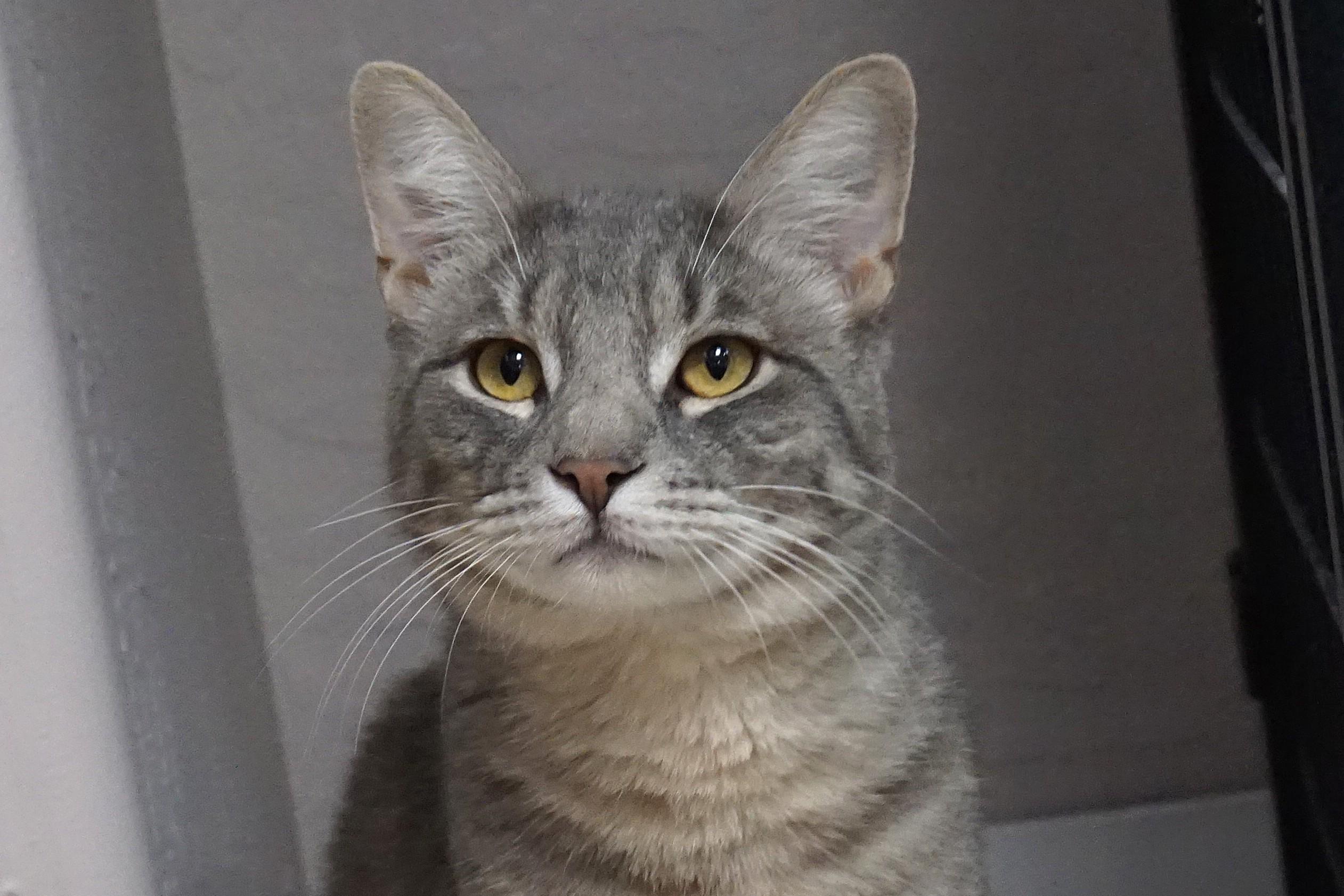 Totoro, ADOPTABLE, Young Male Domestic Short Hair.