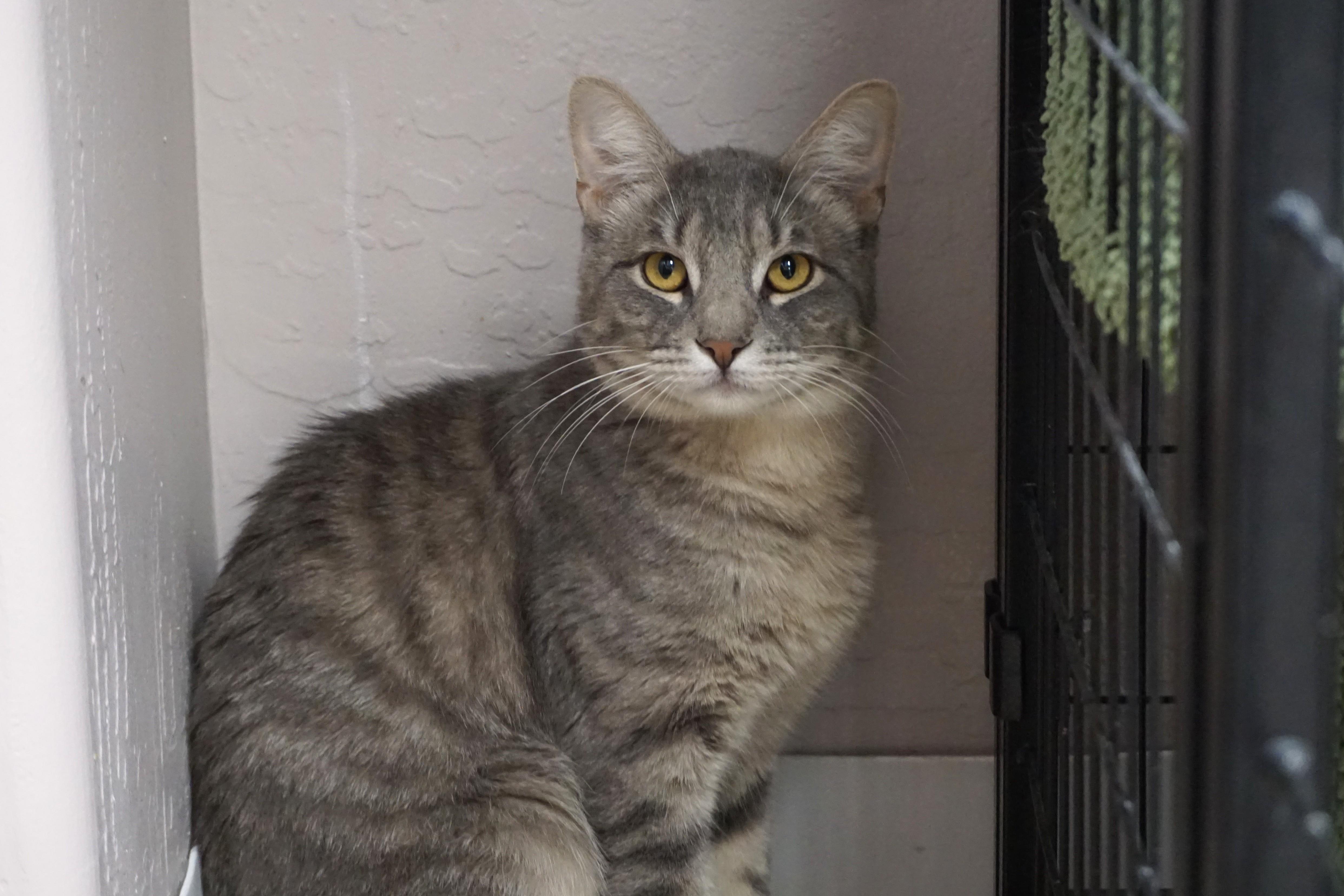Enlarge Totoro, a ADOPTABLE Domestic Short Hair in Fountain Hills, AZ image 2/3