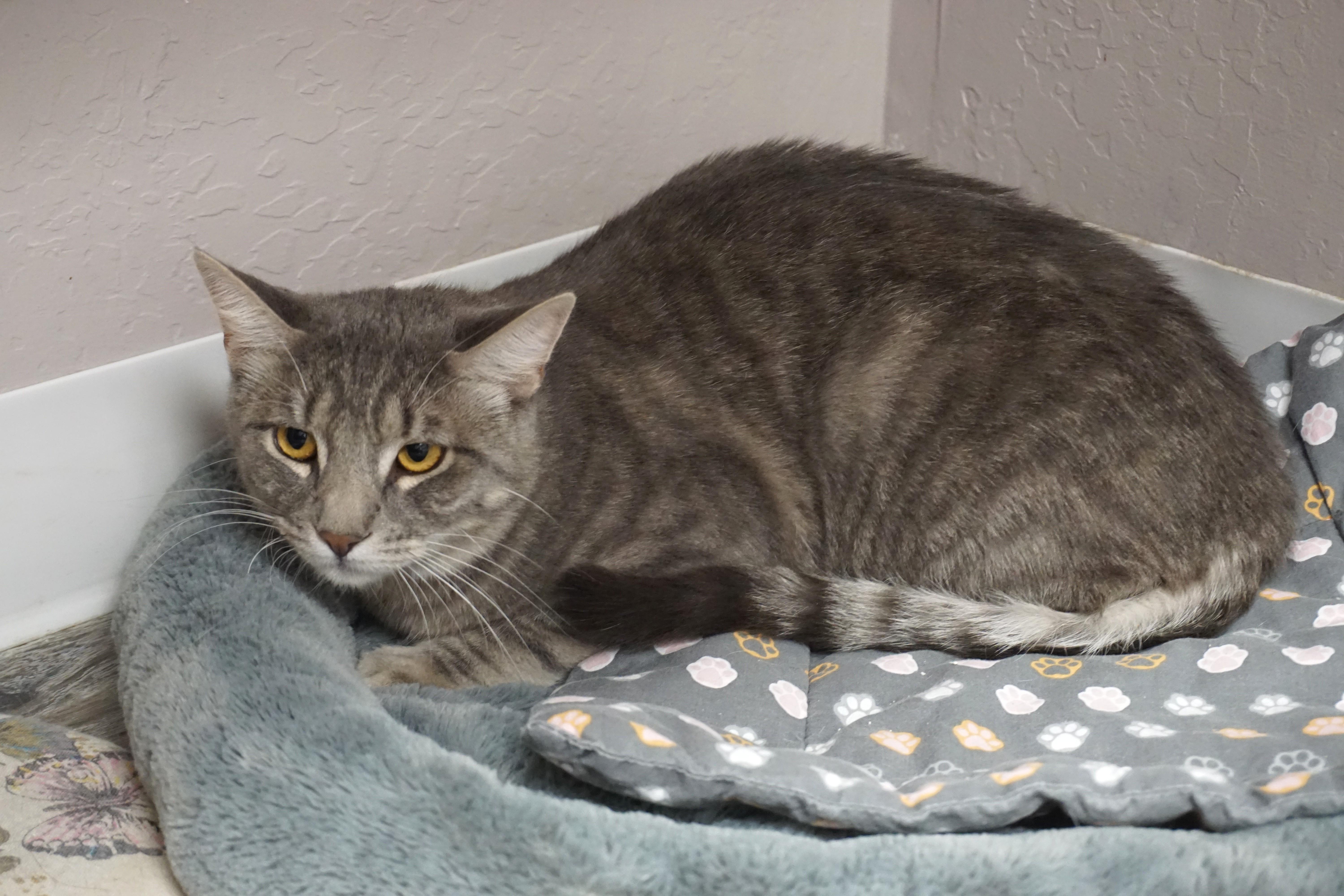 Enlarge Totoro, a ADOPTABLE Domestic Short Hair in Fountain Hills, AZ image 3/3