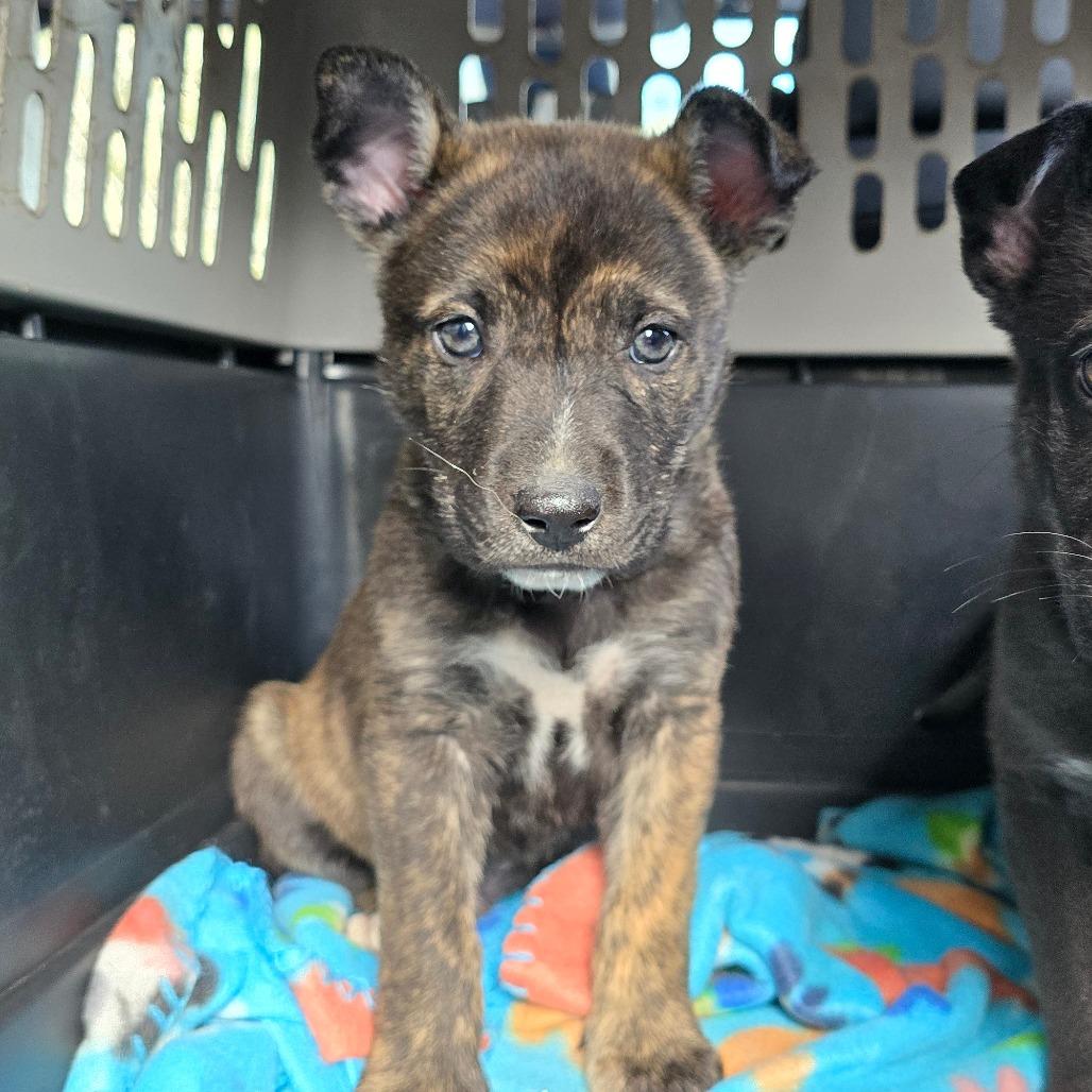 Art, Adoptable, Puppy Male Mixed Breed.