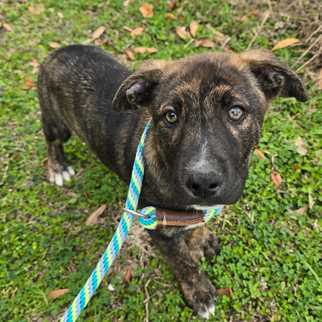 Art, a Adoptable Mixed Breed in Williston, FL image 2/3