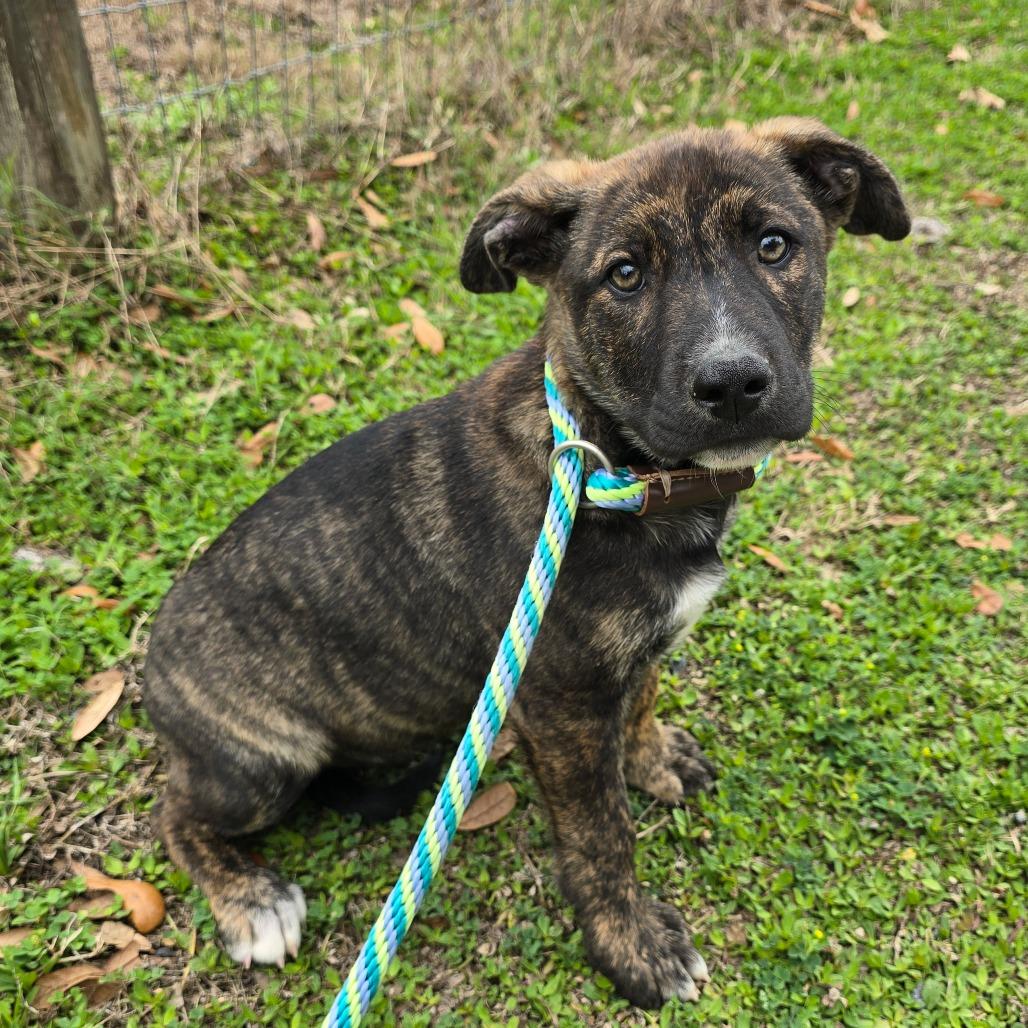 Art, a Adoptable Mixed Breed in Williston, FL image 3/3