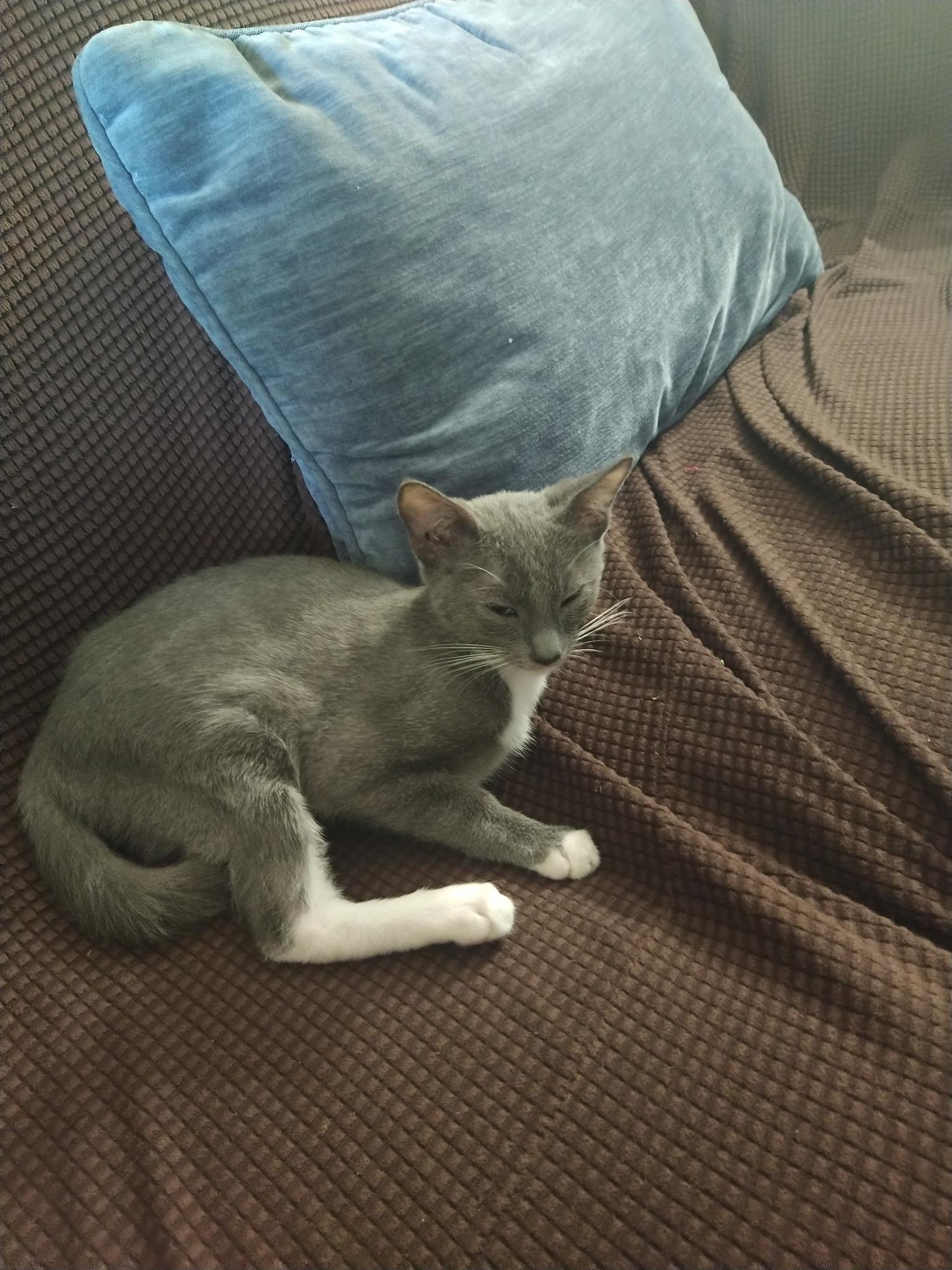 Enlarge Mazol and Asher - Brothers for Life, a Adoptable Domestic Short Hair in Fountain Valley, CA image 3/6