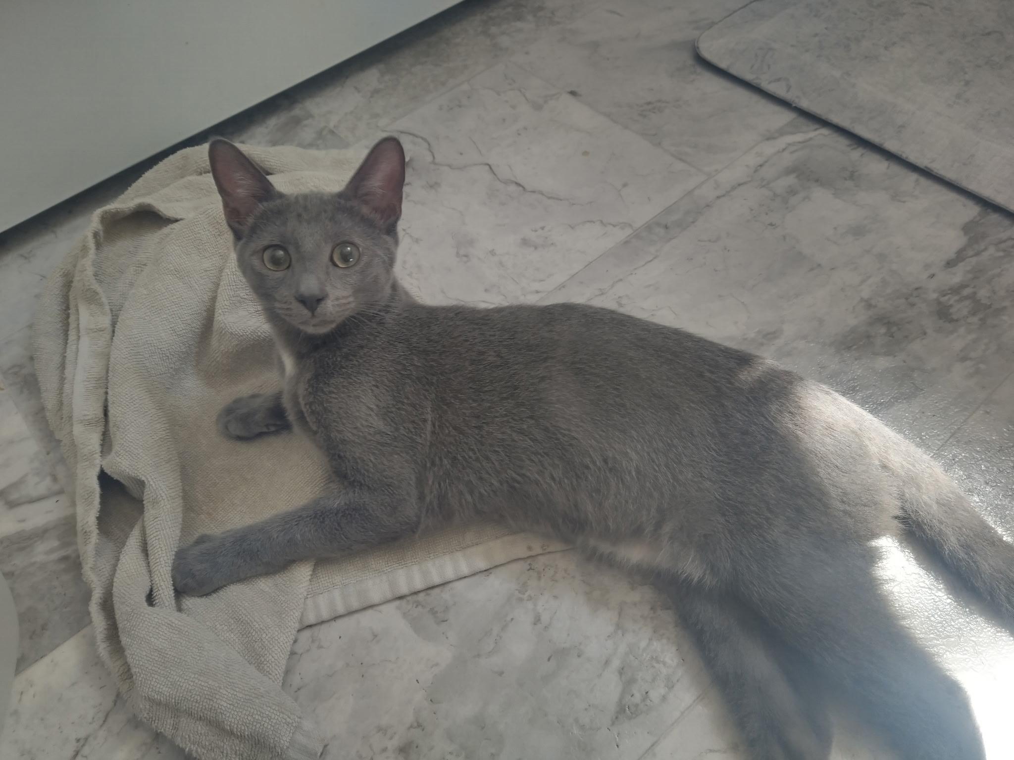 Enlarge Mazol and Asher - Brothers for Life, a Adoptable Domestic Short Hair in Fountain Valley, CA image 4/6