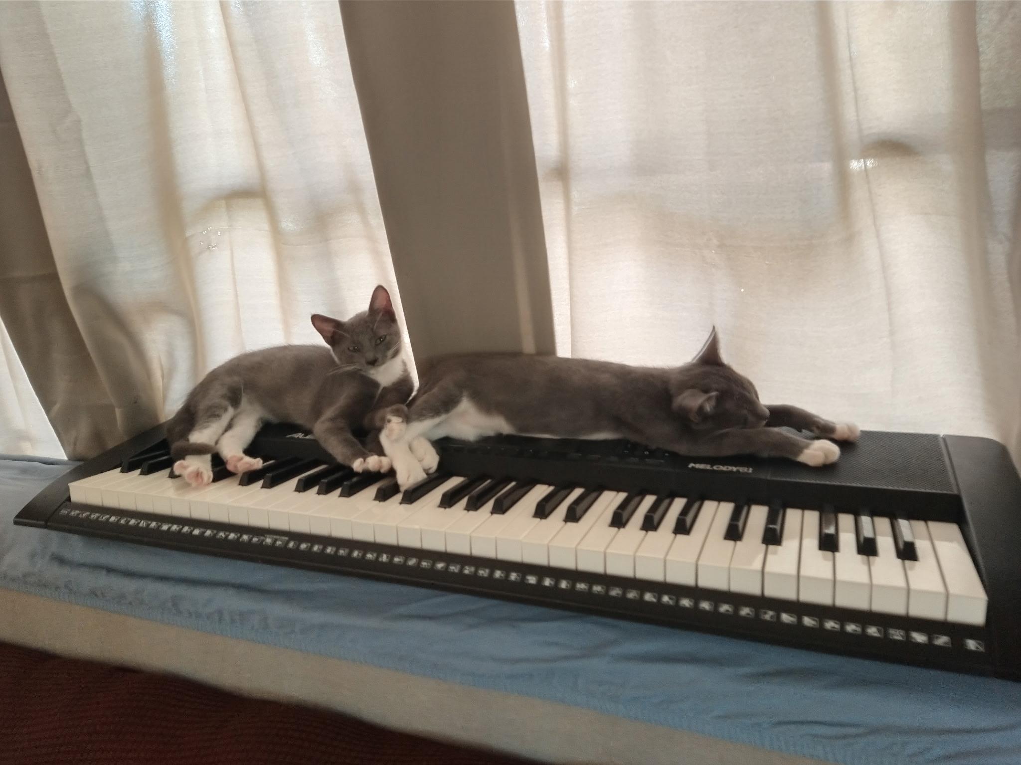 Enlarge Mazol and Asher - Brothers for Life, a Adoptable Domestic Short Hair in Fountain Valley, CA image 2/6