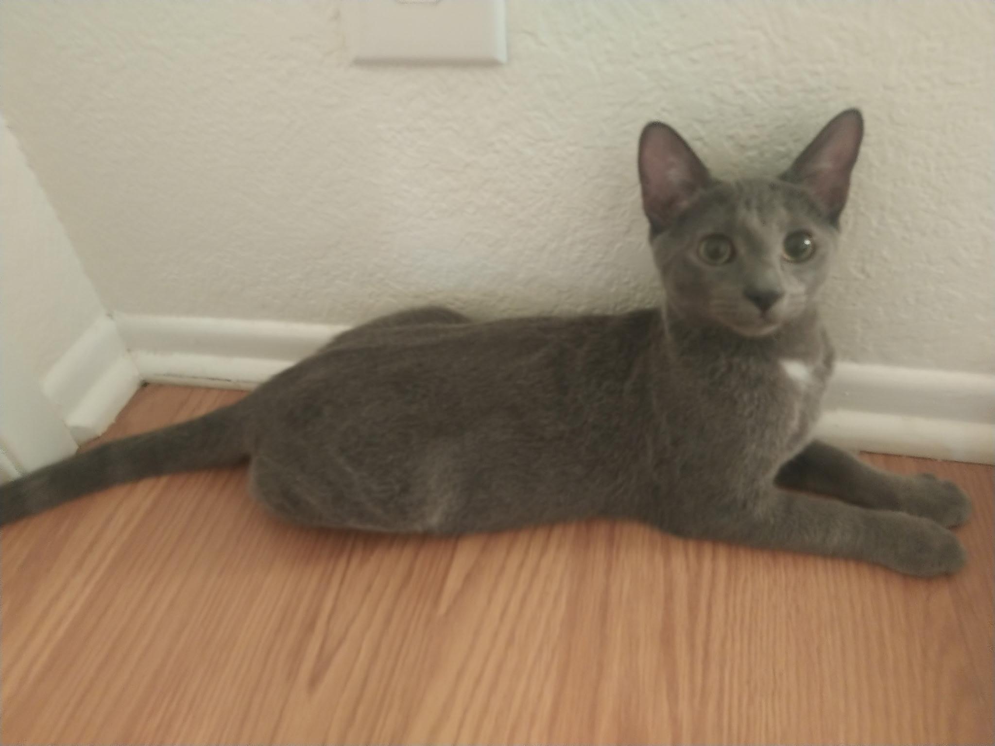 Enlarge Mazol and Asher - Brothers for Life, a Adoptable Domestic Short Hair in Fountain Valley, CA image 6/6