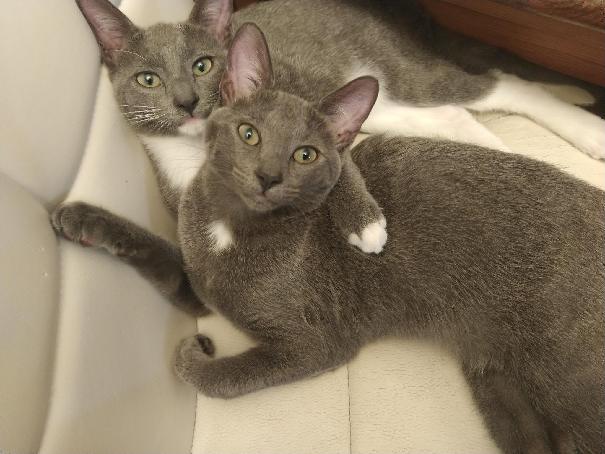 Enlarge Mazol and Asher - Brothers for Life, a Adoptable Domestic Short Hair in Fountain Valley, CA image 1/6