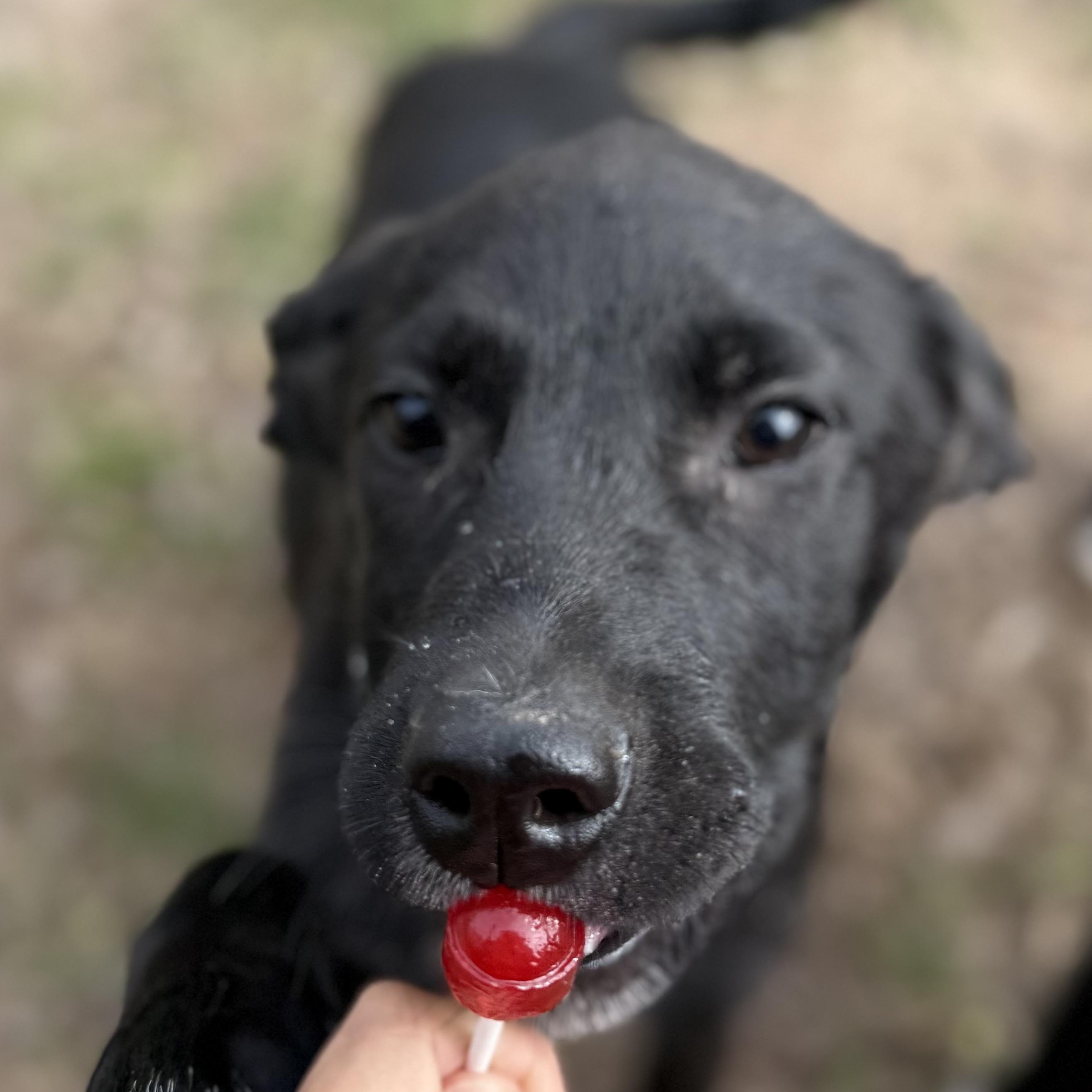Rose, ADOPTABLE, Puppy Female Black Labrador Retriever & Labrador Retriever.