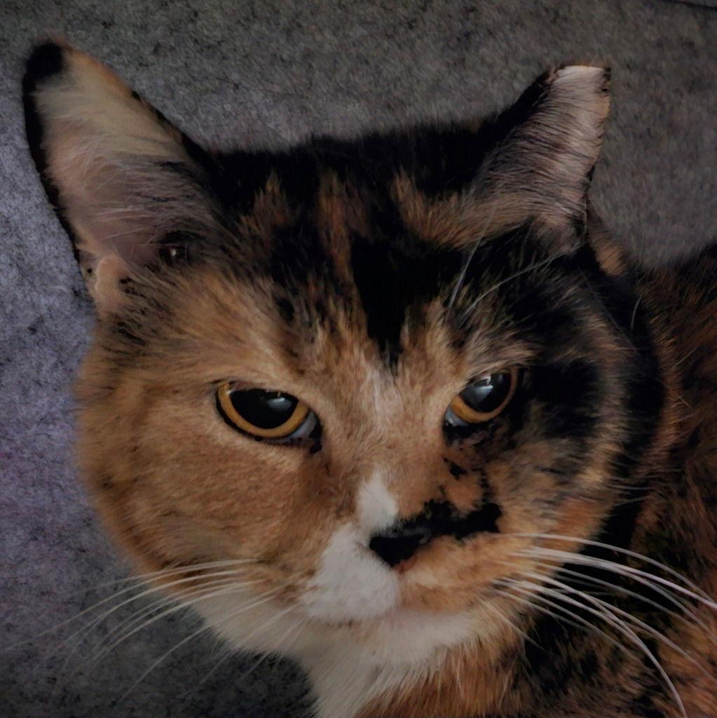 Susie, a Adoptable Domestic Short Hair in Lovingston, VA image 2/3