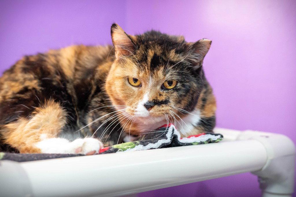 Susie, a Adoptable Domestic Short Hair in Lovingston, VA image 1/3