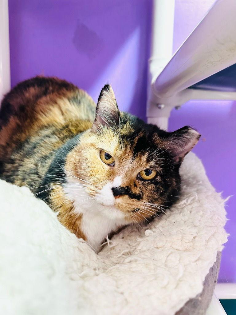 Susie, Adoptable, Adult Female Domestic Short Hair.