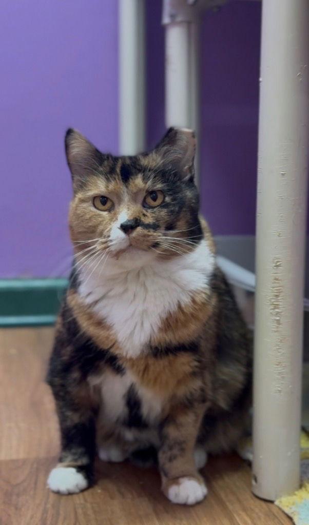 Susie, a Adoptable Domestic Short Hair in Lovingston, VA image 2/3