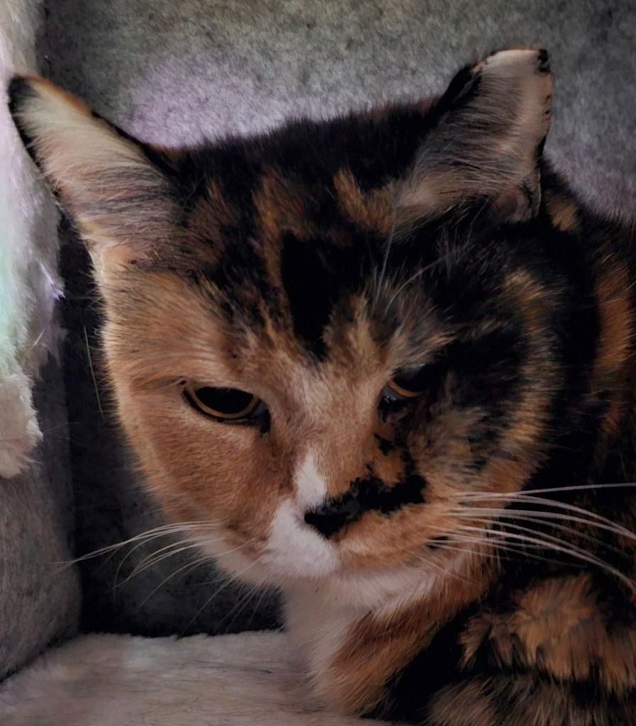 Susie, a Adoptable Domestic Short Hair in Lovingston, VA image 3/3