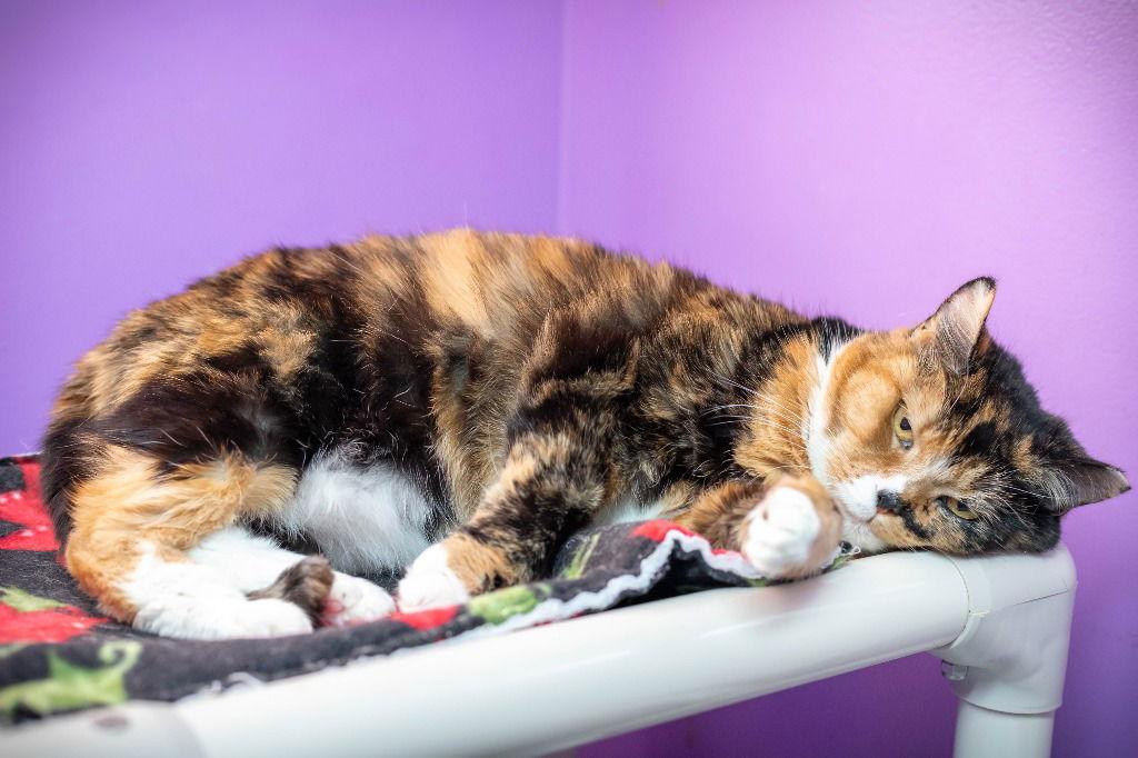 Enlarge Susie, a Adoptable Domestic Short Hair in Lovingston, VA image 2/3