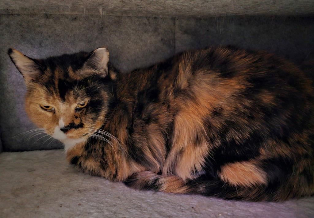 Susie, a Adoptable Domestic Short Hair in Lovingston, VA image 3/3