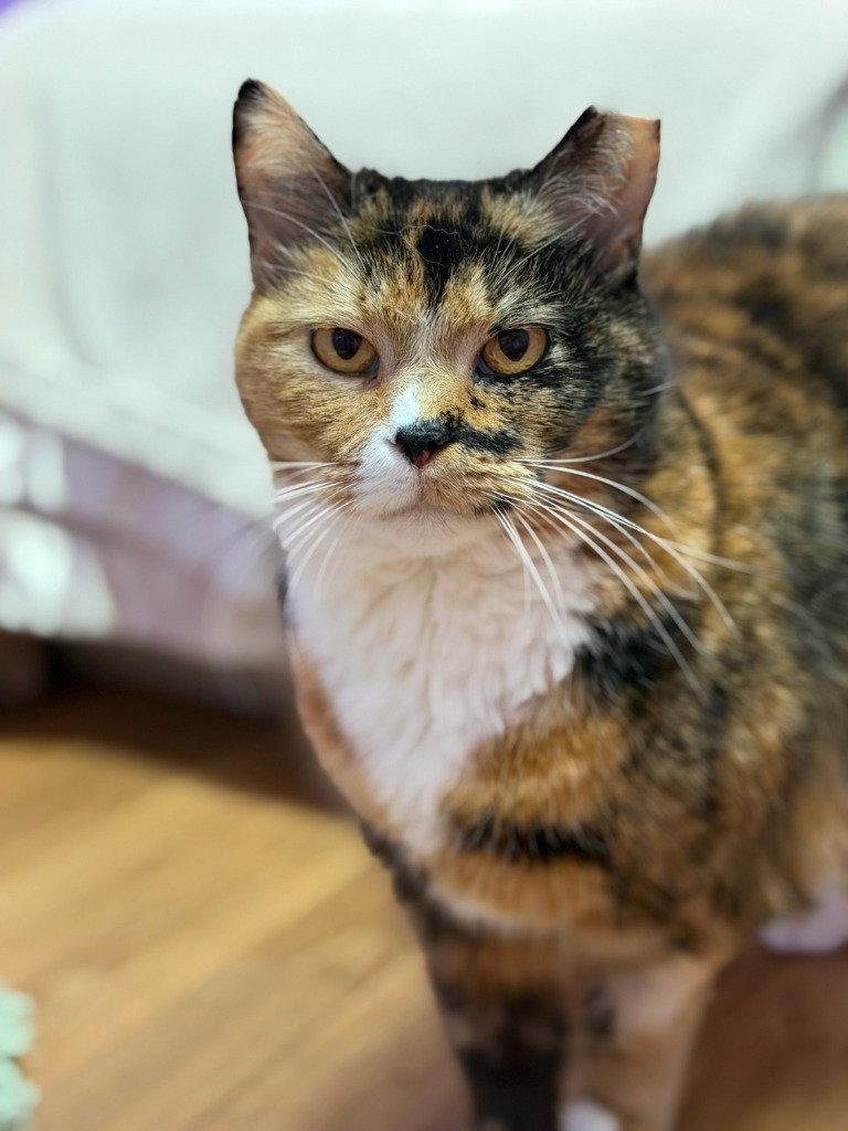 Susie, a Adoptable Domestic Short Hair in Lovingston, VA image 3/3