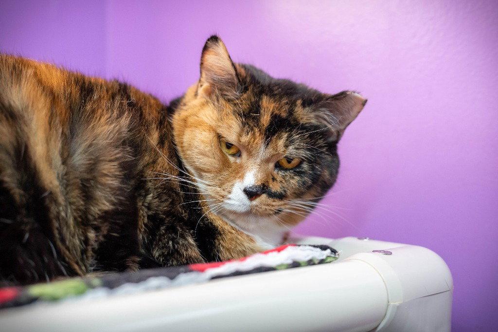 Enlarge Susie, a Adoptable Domestic Short Hair in Lovingston, VA image 3/3