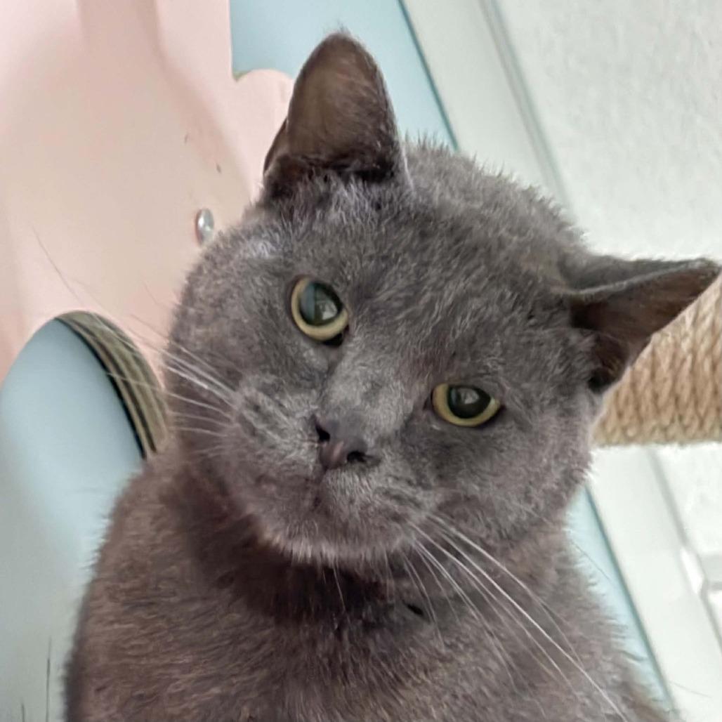 Flame, a Adoptable Domestic Short Hair in Wichita, KS image 1/4