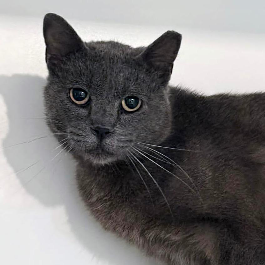 Flame, a Adoptable Domestic Short Hair in Wichita, KS image 2/4