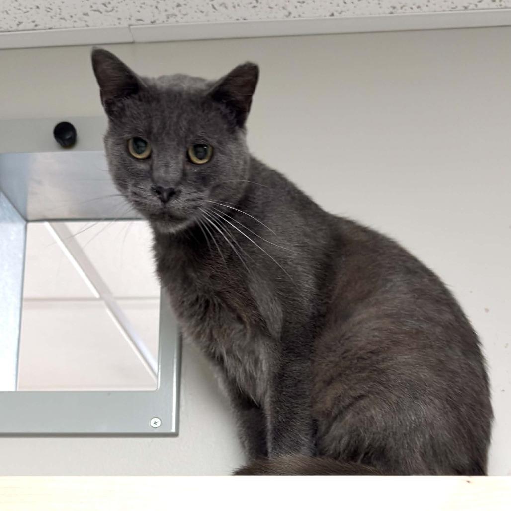 Flame, a Adoptable Domestic Short Hair in Wichita, KS image 3/4