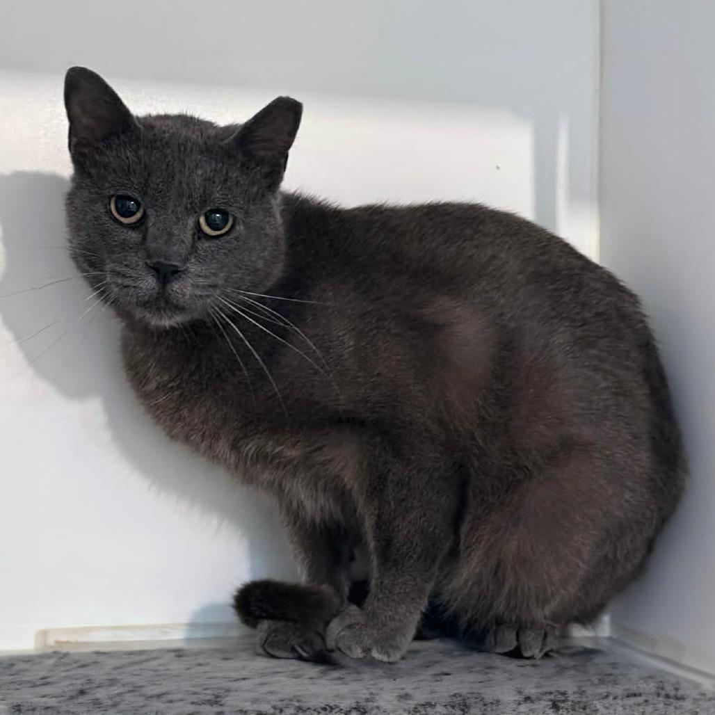 Flame, a Adoptable Domestic Short Hair in Wichita, KS image 4/4