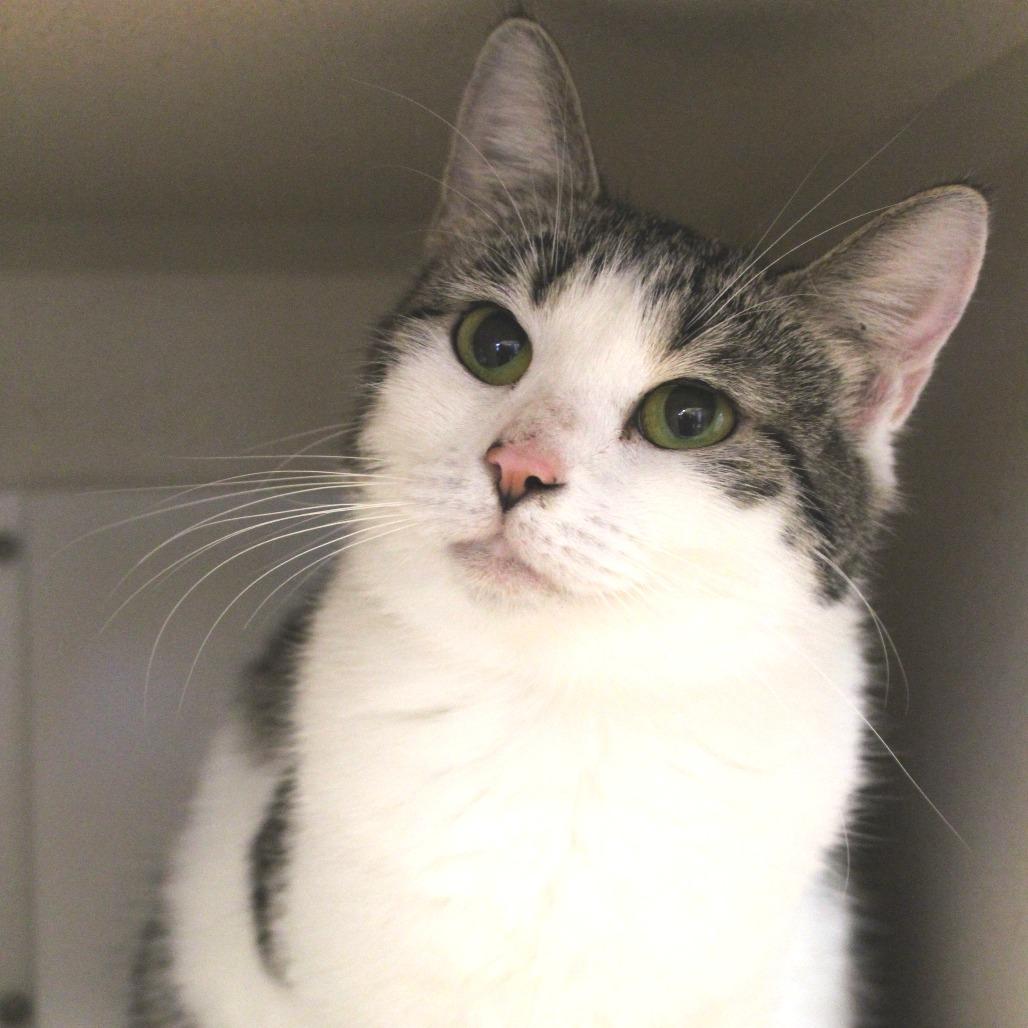 Enlarge Kiki, a Adoptable Domestic Short Hair in Gloucester, VA image 1/5