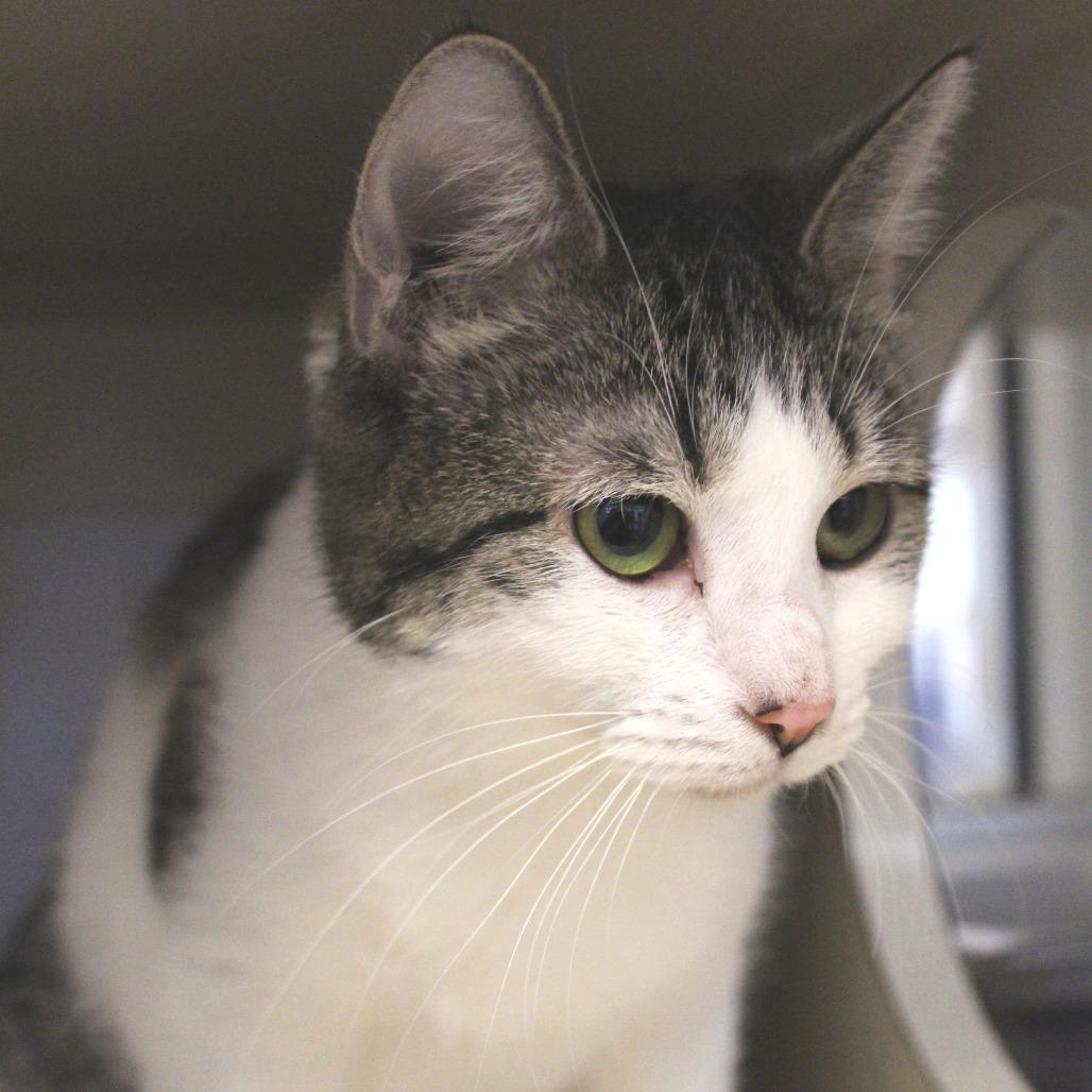 Enlarge Kiki, a Adoptable Domestic Short Hair in Gloucester, VA image 2/5