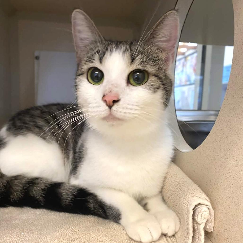 Enlarge Kiki, a Adoptable Domestic Short Hair in Gloucester, VA image 3/5