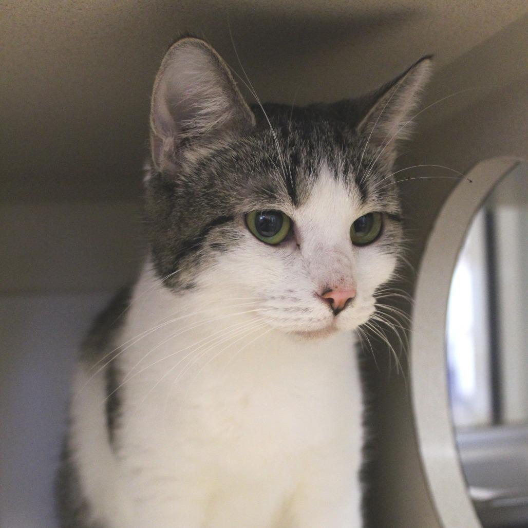 Enlarge Kiki, a Adoptable Domestic Short Hair in Gloucester, VA image 4/5