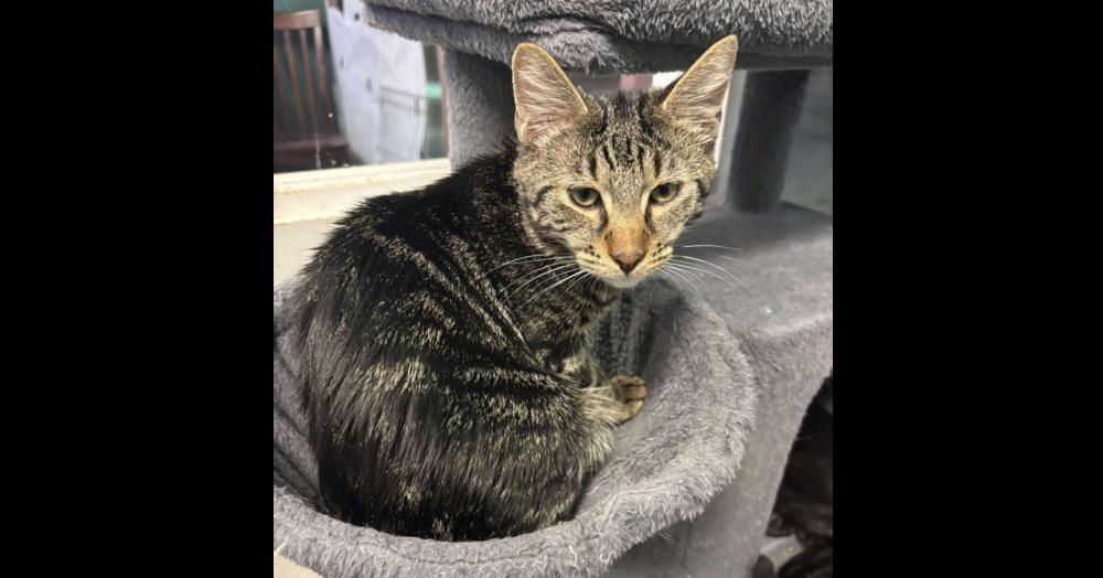 Navar, Adoptable, Young Male Domestic Short Hair.