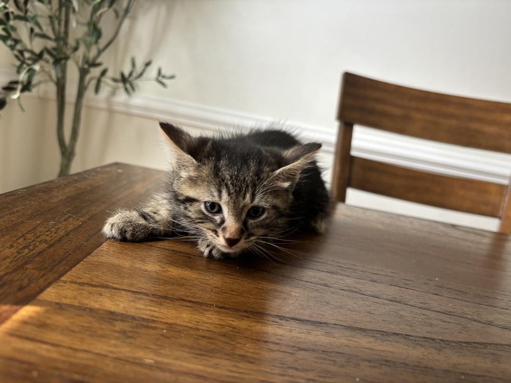 Navar, a Hold Domestic Short Hair in Virginia Beach, VA image 2/5