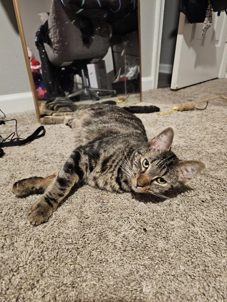Navar, a Adoptable Domestic Short Hair in Virginia Beach, VA image 2/6