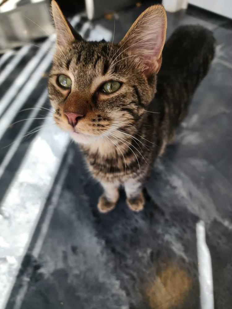 Navar, a Hold Domestic Short Hair in Virginia Beach, VA image 3/5