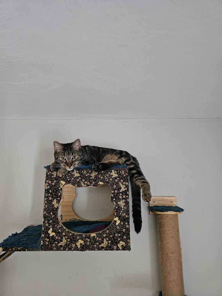 Enlarge Navar, a Adoptable Domestic Short Hair in Virginia Beach, VA image 3/6