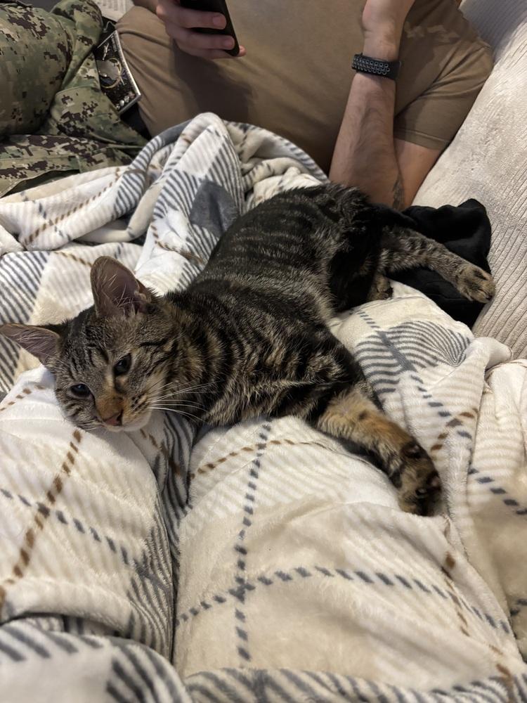 Navar, a Hold Domestic Short Hair in Virginia Beach, VA image 4/5