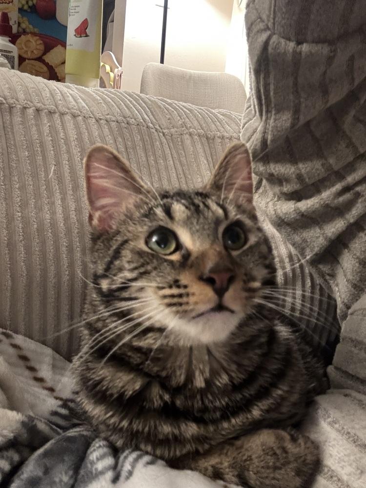 Navar, a Hold Domestic Short Hair in Virginia Beach, VA image 5/5