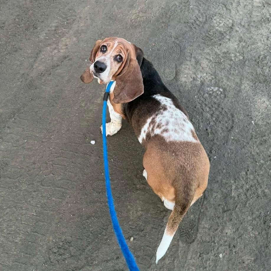 Enlarge Jupiter, an adopted Basset Hound in Brooks, ME image 3/5