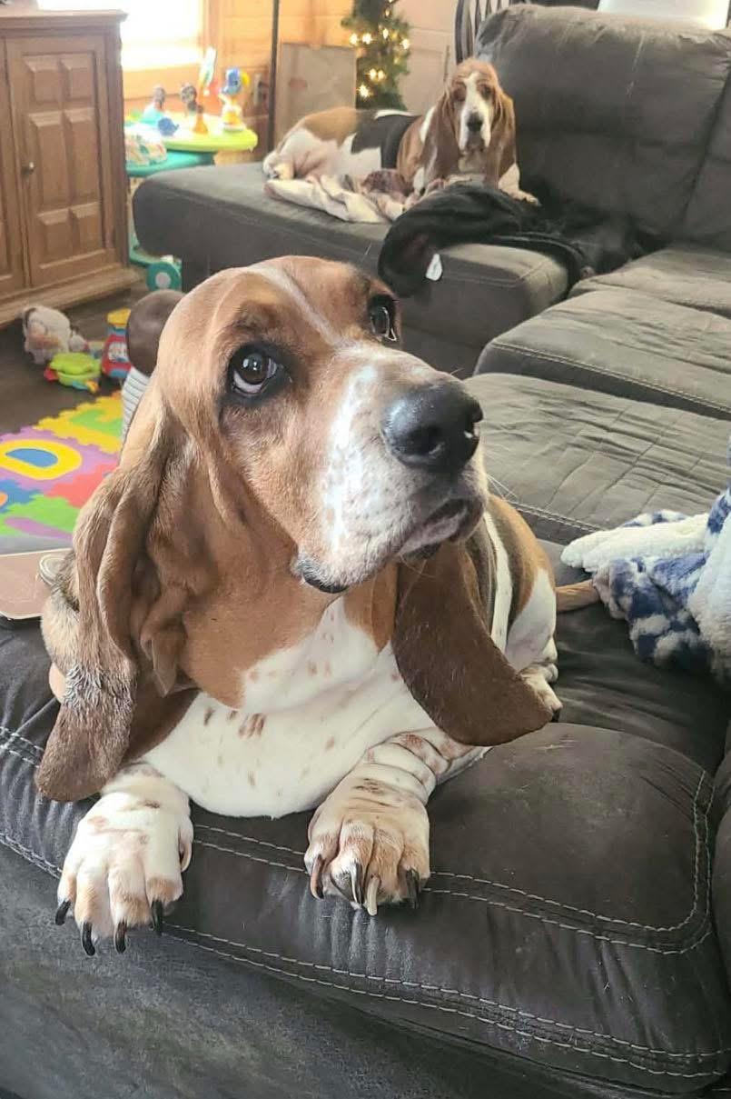 Enlarge Jupiter, an adopted Basset Hound in Brooks, ME image 2/5