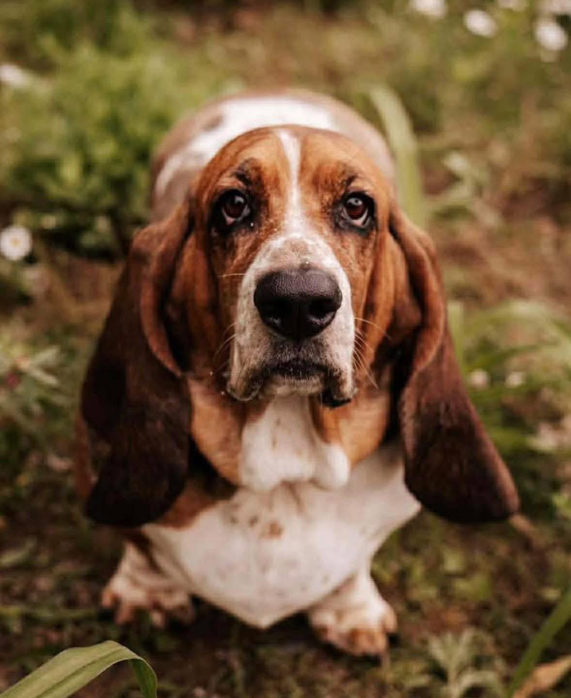 Enlarge Jupiter, an adopted Basset Hound in Brooks, ME image 1/5