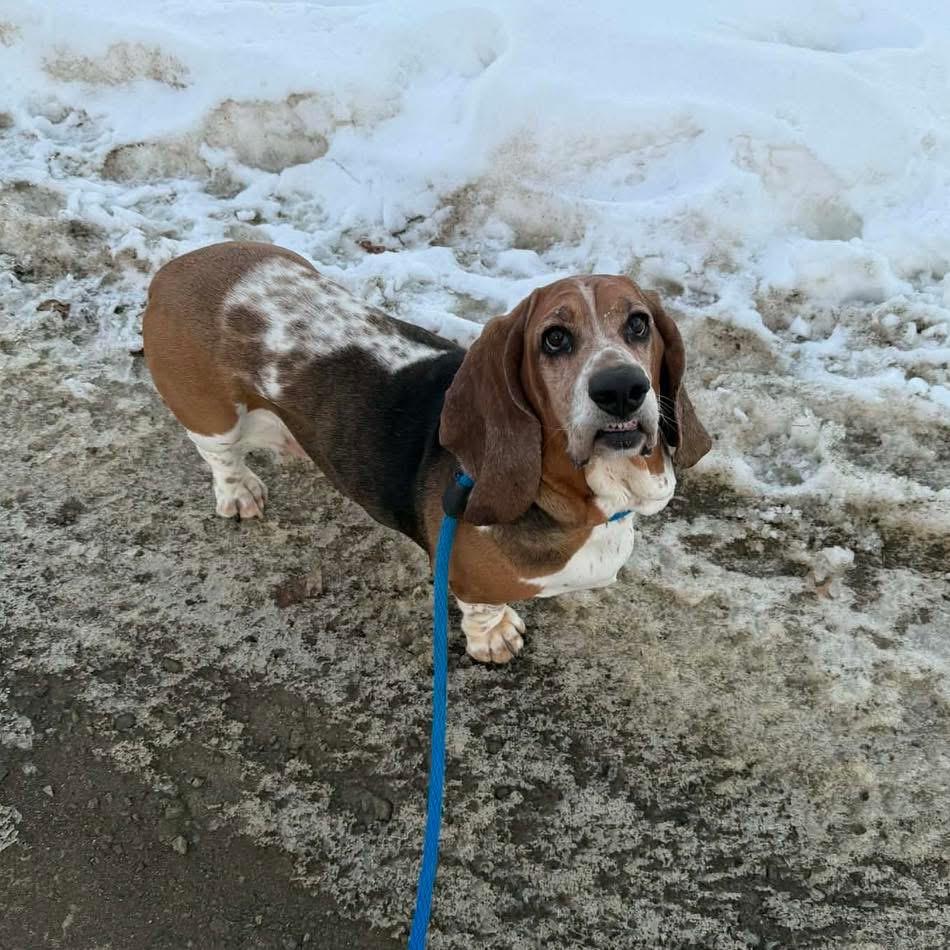 Enlarge Jupiter, an adopted Basset Hound in Brooks, ME image 5/5