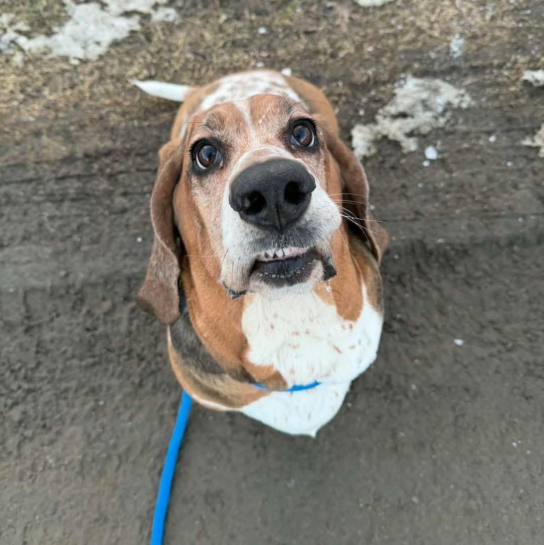 Enlarge Jupiter, an adopted Basset Hound in Brooks, ME image 4/5