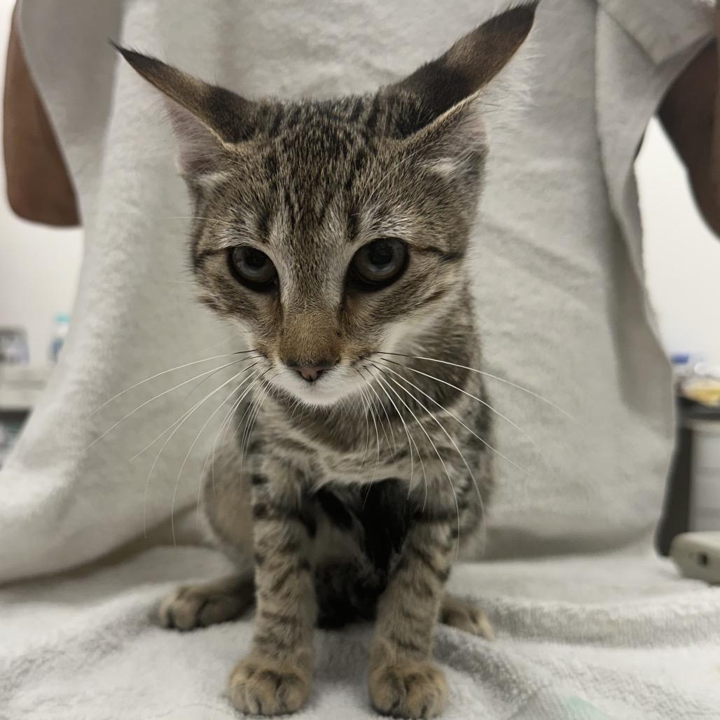 Cecile, Adoptable, Kitten Female Domestic Short Hair.