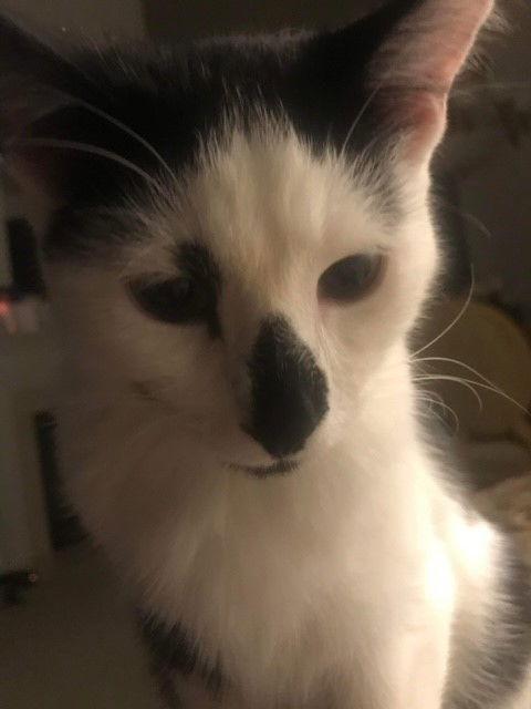 Enlarge Tally, a Adoptable Domestic Short Hair in O'Fallon, MO image 1/2